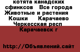 котята канадских сфинксов - Все города Животные и растения » Кошки   . Карачаево-Черкесская респ.,Карачаевск г.